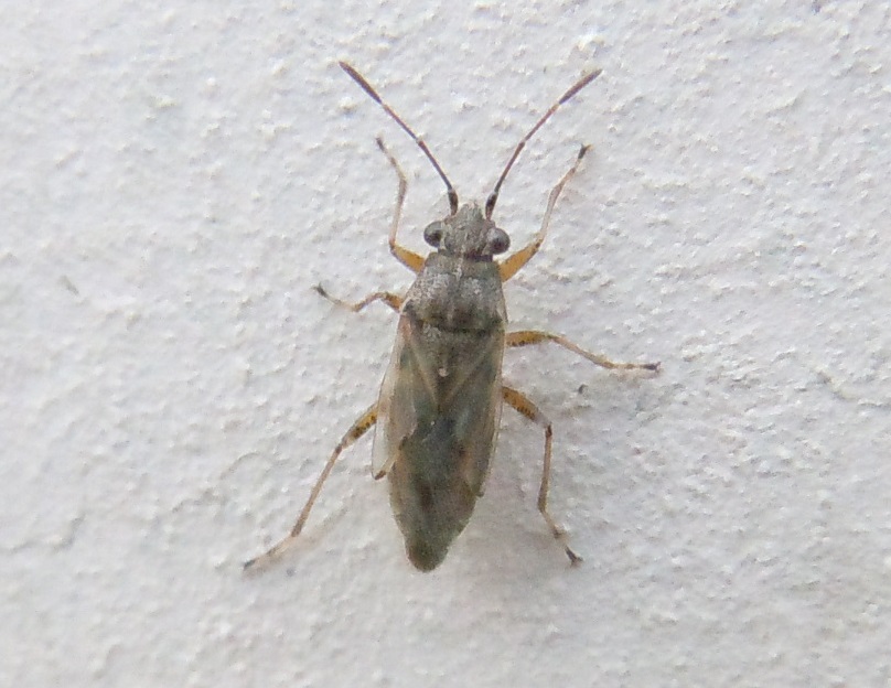 Nysius cymoides?  No, Nysius graminicola